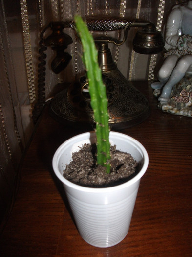 APOROCACTUS MELANIE - Suculente si cactusi