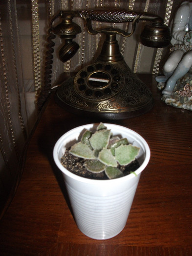 KALANCHOE BEHARENSIS