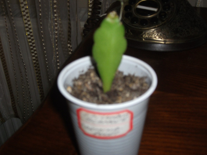 EPI LONDON GLAMOUR CARMINA ROSEI