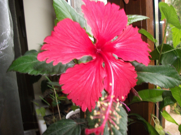 DSCF2866 - Hibiscus