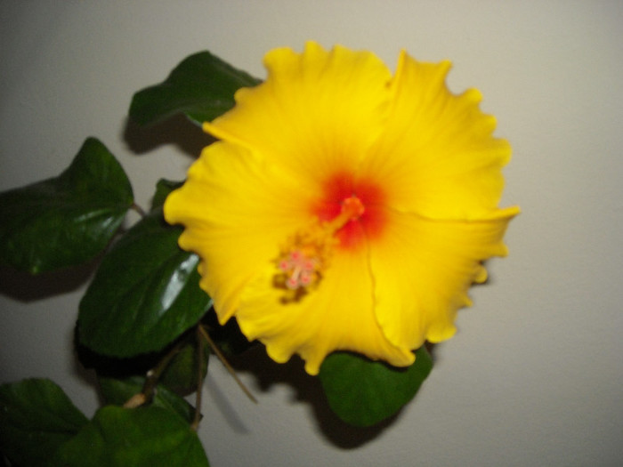 Hibiscus Kim?