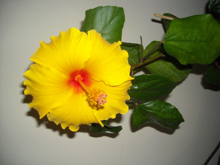 Hibiscus Kim?