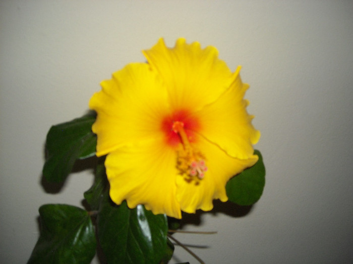 Hibiscus Kim?