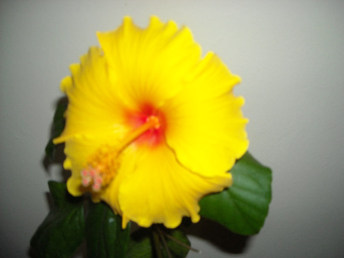 Hibiscus Kim?