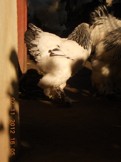 matca 2