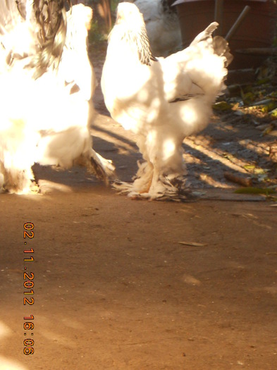 matca 2