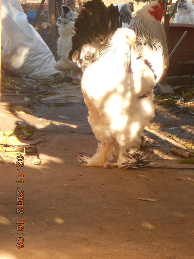 matca 2
