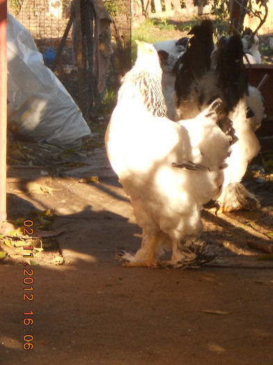 matca 2
