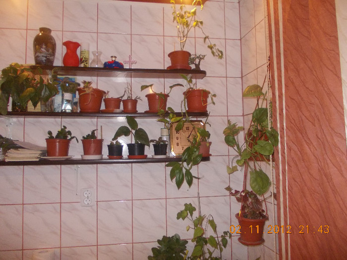 DSCN4689_210 - Florile mele