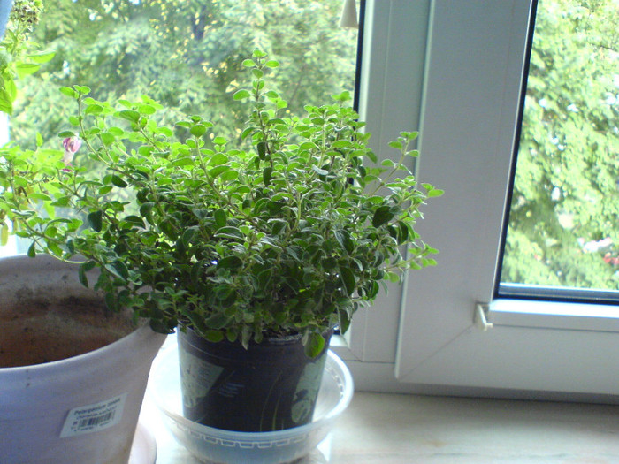 oregano; oct 2012
