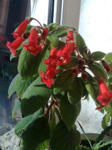 kohleria eriantha - Florile mele