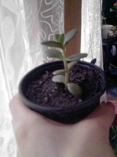 crassula