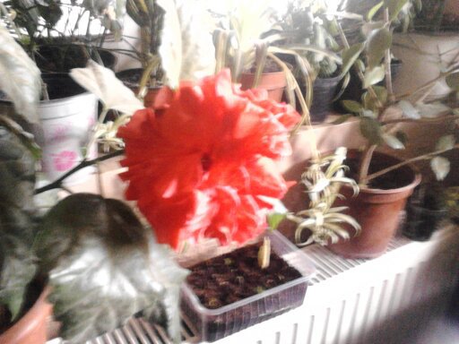 1351935336085 - hibiscus