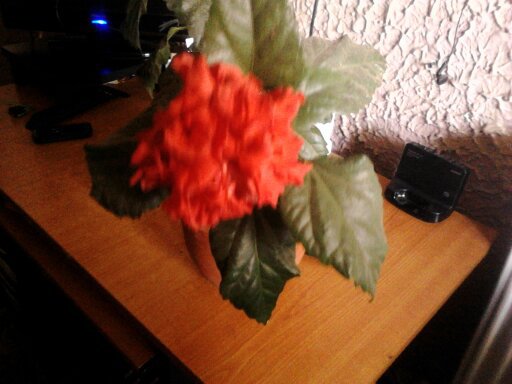 1351935344208 - hibiscus