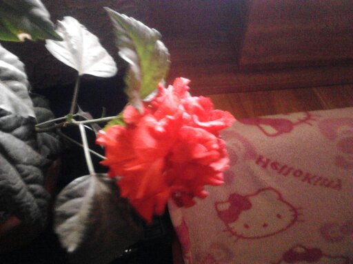 1351935356613 - hibiscus