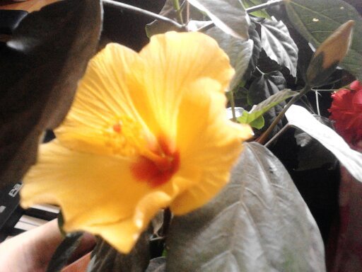 1351935376845 - hibiscus
