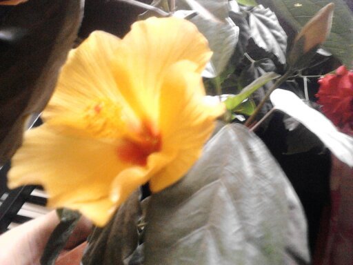 1351935381056 - hibiscus