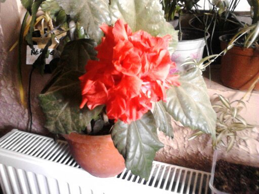 1351935331884 - hibiscus