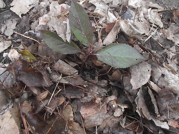 ARBUST ARONIA; PREGATIT PENTRU IARNA
