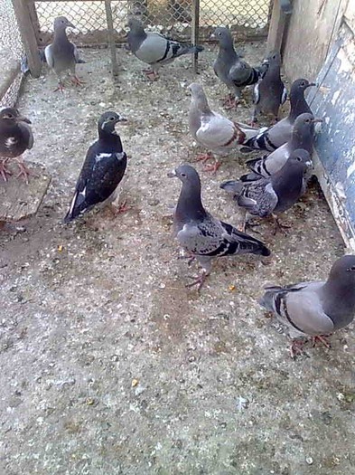 Prima serie de Pui