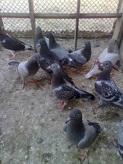 Prima serie de Pui