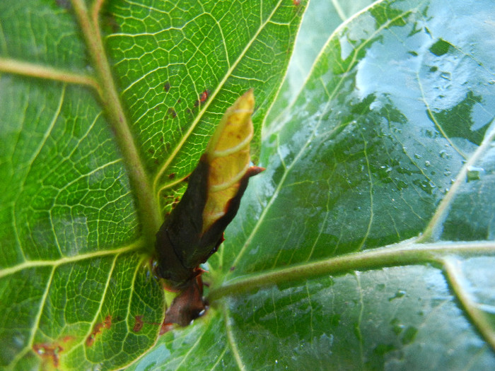 Fiddle-leaf Fig Bambino (2012, Nov.03) - Ficus lyrata Bambino