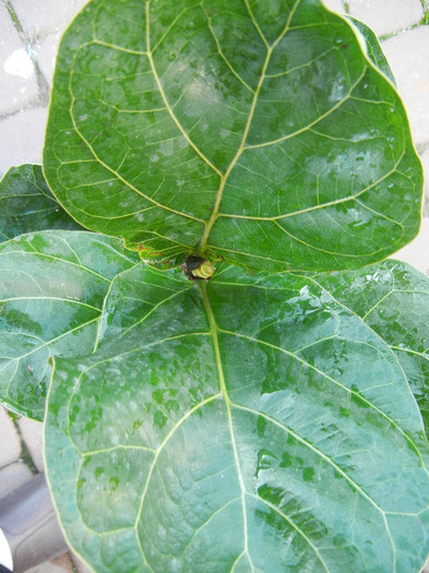 Fiddle-leaf Fig Bambino (2012, Nov.03)