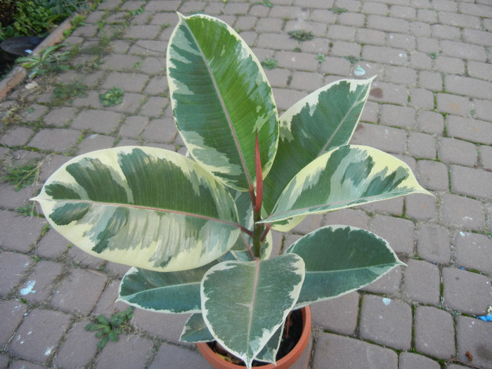 Ficus elastica Tineke (2012, Nov.03) - Ficus elastica Tineke