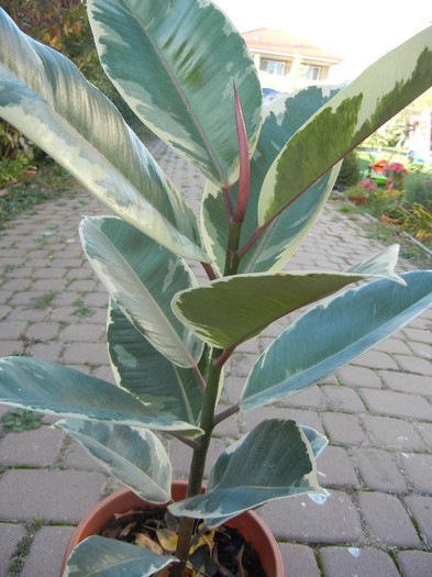 Ficus elastica Tineke (2012, Nov.03) - Ficus elastica Tineke