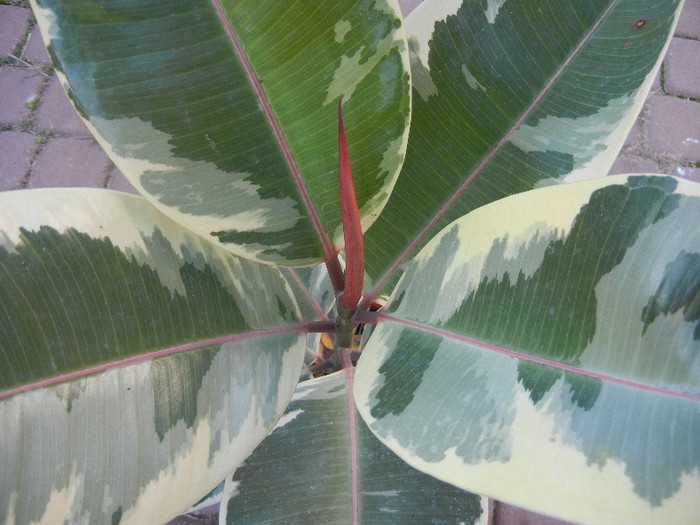 Ficus elastica Tineke (2012, Nov.03) - Ficus elastica Tineke