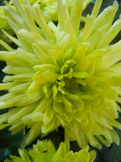 Chrysanth Green Valley (2012, Nov.03)