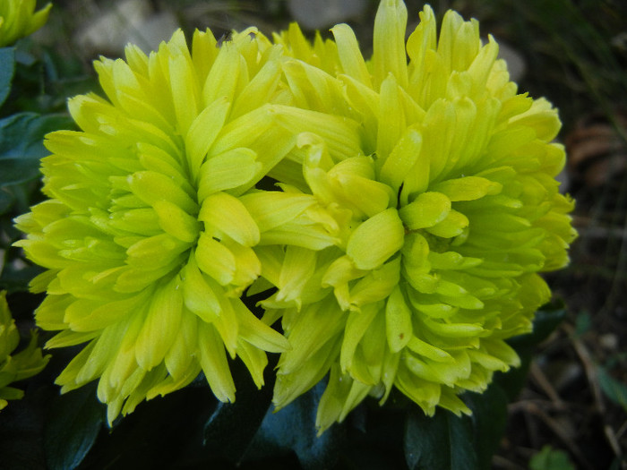 Chrysanth Green Valley (2012, Nov.03) - Chrysanth Green Valley