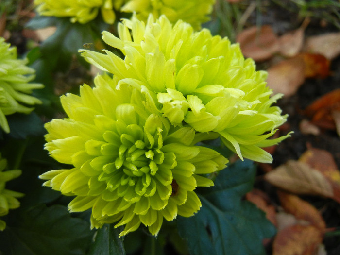 Chrysanth Green Valley (2012, Nov.03) - Chrysanth Green Valley