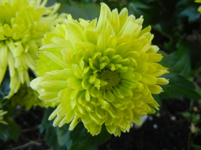 Chrysanth Green Valley (2012, Nov.03)