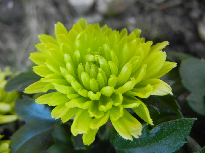 Chrysanth Green Valley (2012, Nov.03) - Chrysanth Green Valley