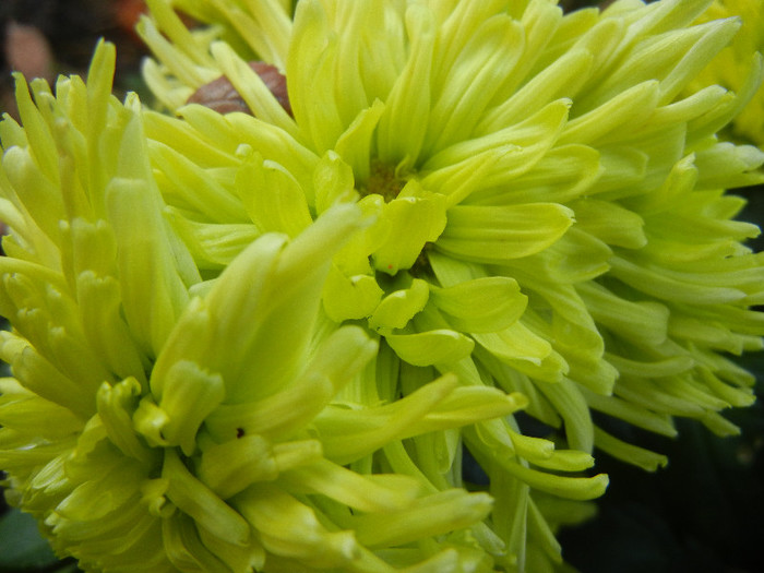 Chrysanth Green Valley (2012, Nov.03) - Chrysanth Green Valley