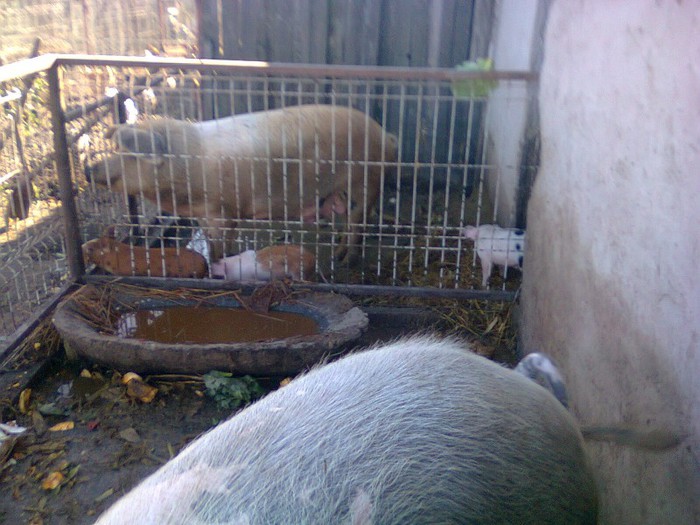 Purcei duroc