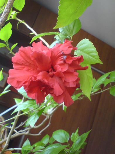 DSC01432 - Hibiscus