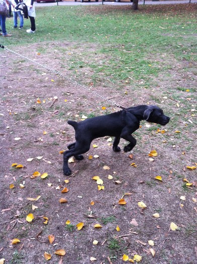 IMG_0223 - Cane Corso Frida 4 luni