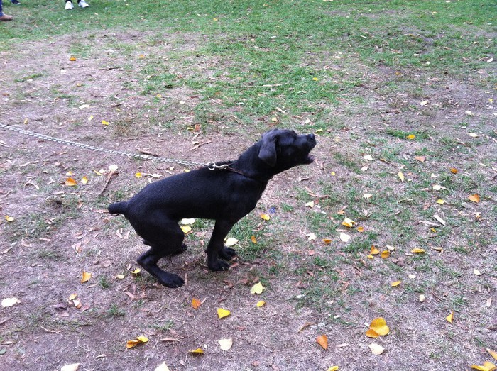 IMG_0225 - Cane Corso Frida 4 luni