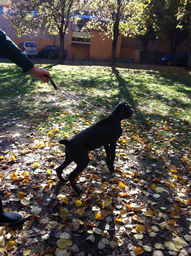 IMG_0323 - Cane Corso Frida 4 luni