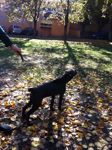 IMG_0325 - Cane Corso Frida 4 luni