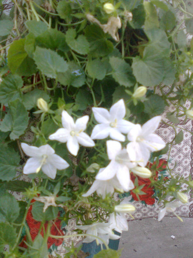 campanula - Florile mele