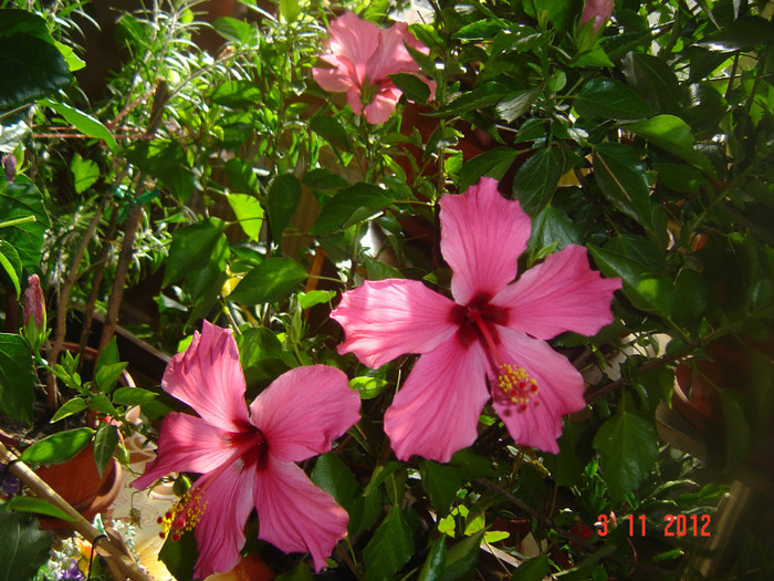 Picture 642 - 09-2012-HIBISCUS
