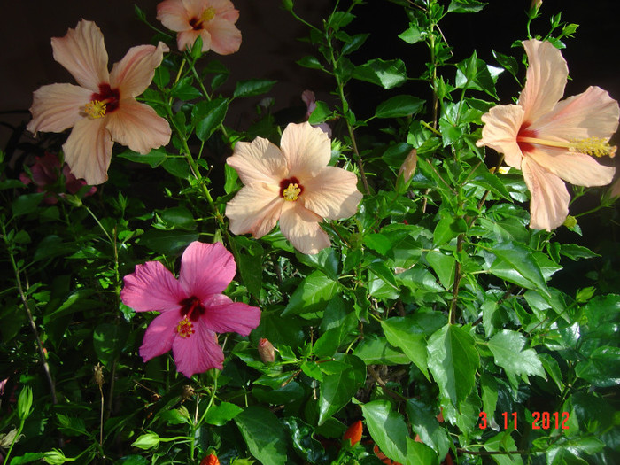 Picture 645 - 09-2012-HIBISCUS