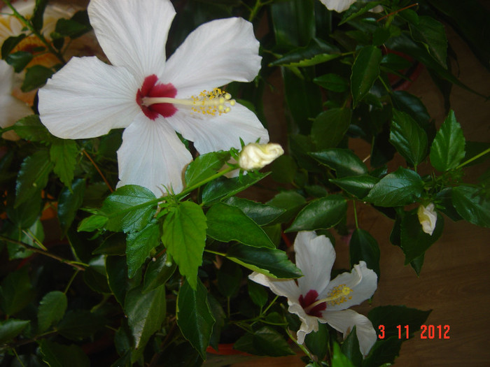 Picture 648 - 09-2012-HIBISCUS