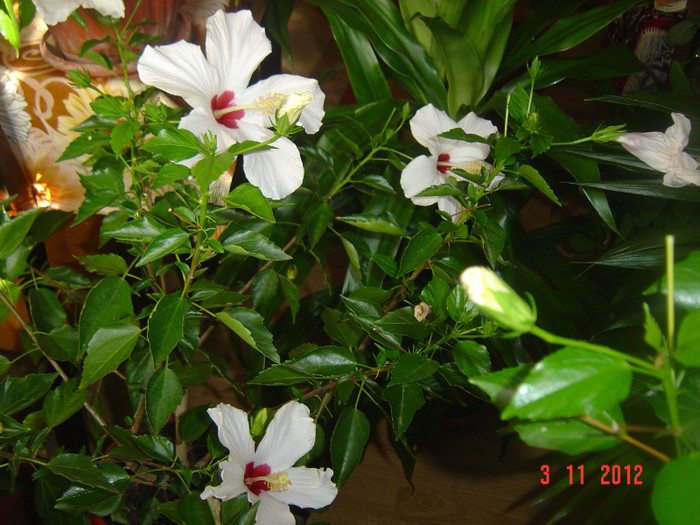 Picture 649 - 09-2012-HIBISCUS