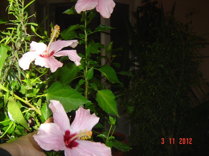 Picture 650 - 09-2012-HIBISCUS