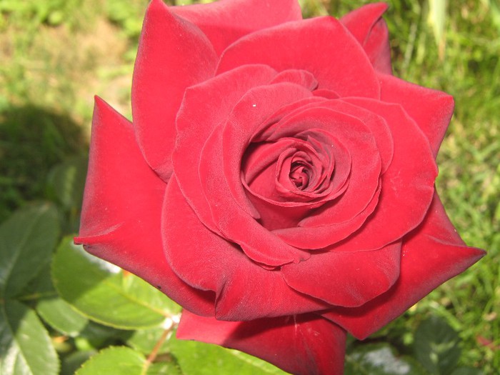 IMG_1601 - trandafiri 2012