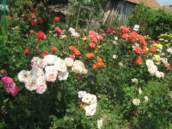 IMG_1599 - trandafiri 2012